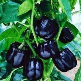 Siyah Dolma Biberi Tohumu (20 Adet)