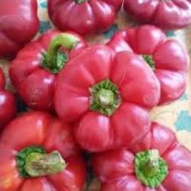 (Ata Tohumu) Kamber Domates Biberi Tohumu (20 Adet)