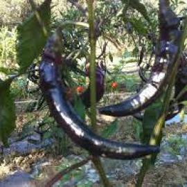 Siyah Sivri Biberi Tohumu (20 Adet)