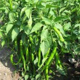 (Ata Tohumu) Tatli Kil Biberi Tohumu (20 Adet)