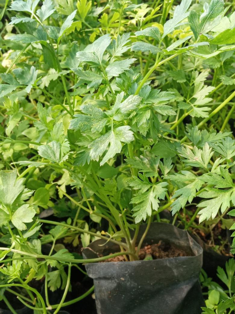 Maydanoz Fidesi (5 Adet)