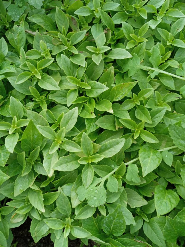 Fesleğen Fidesi (10 Adet)