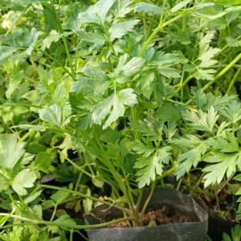 Maydanoz Fidesi (5 Adet)