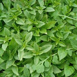 Fesleğen Fidesi (10 Adet)