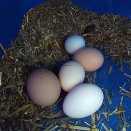 Köy Yumurtası (1 Adet)