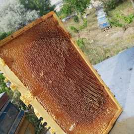 Organik Çiçek Petek Bal