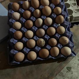 Gezen Tavuk Yumurtası (Kastamonu)