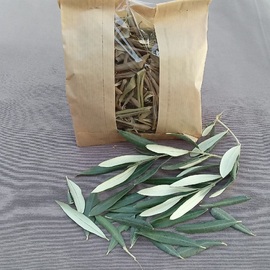 Zeytin Ağacı Yaprağı