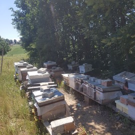 Çiçek Balı - Yeni Sezon