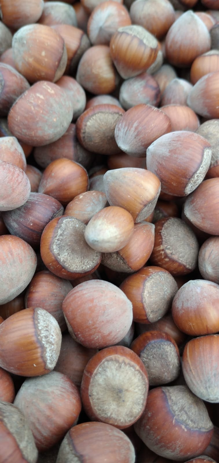 Fındık İçi (Ordu - Yeni Sezon)