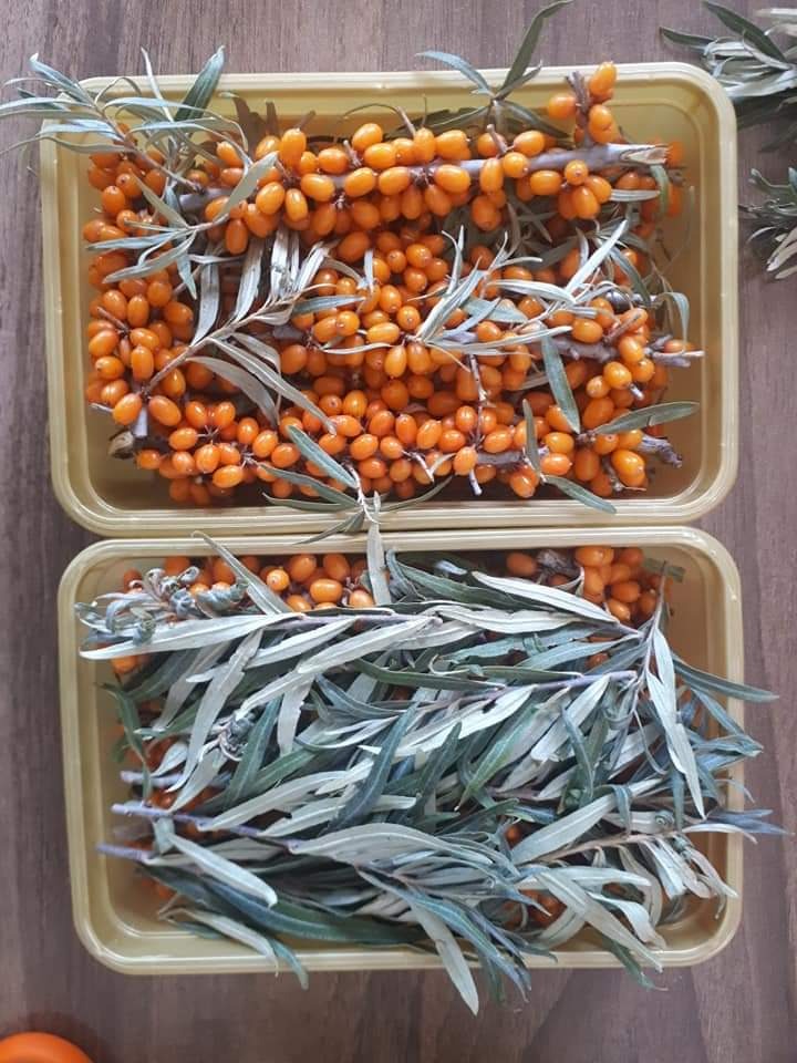 Yabani İğde (Donmuş - Dallı)