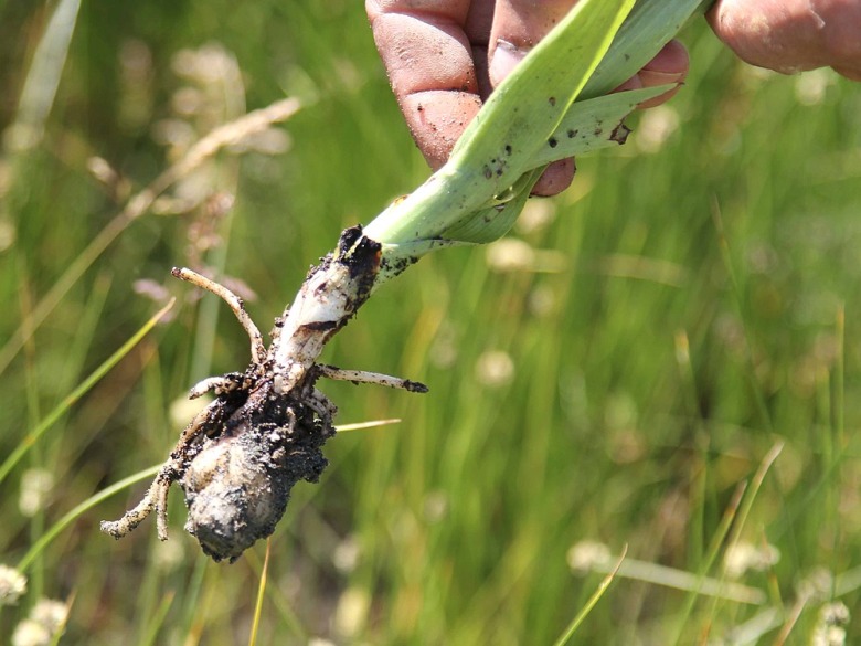 Salep Fidesi (50 Adet - Serapias Türü)