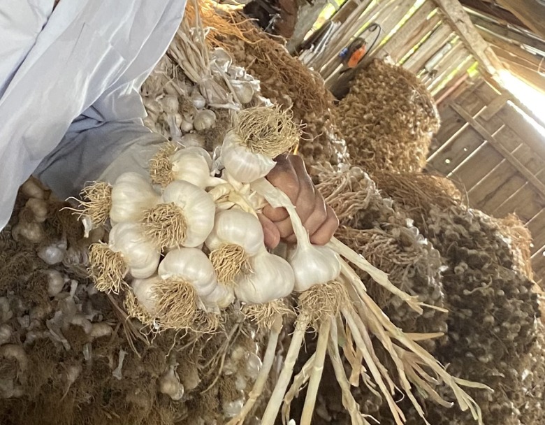 Taşköprü Sarımsağı (Ufak Boy)