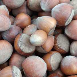 Fındık İçi (Ordu - Yeni Sezon)