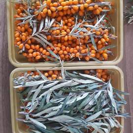 Yabani İğde (Donmuş - Dallı)