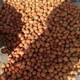 Meşhur Kaman Cevizi