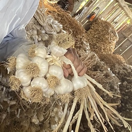 Taşköprü Sarımsağı (Ufak Boy)