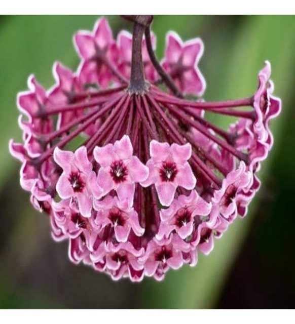 Mum Çiçeği Fidesi (2 Adet)