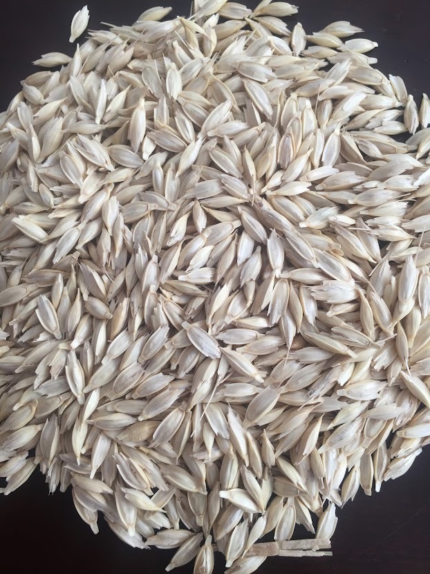 Organik Iza Buğdayı (Atalık Tohumluk - 25 Kg)