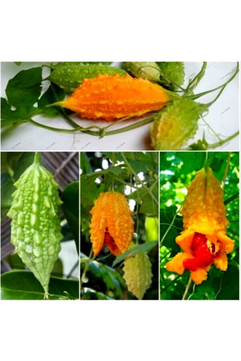 Kudret Narı Tohumu (25 Adet)