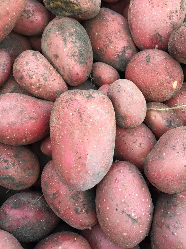 Organik Kırmızı Patates (Kızartmalık)