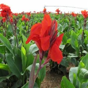 Tesbih Çiçeği Soğanı (Canna Indica - 2 Adet)