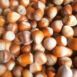 Karadeniz Fındığı