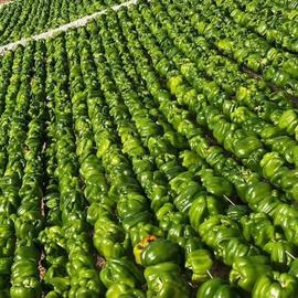 Urfa Yöresi Kuru Biber