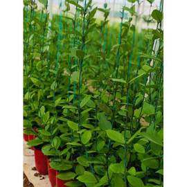 Mum Çiçeği (2 Metre Boy - Saksılı)