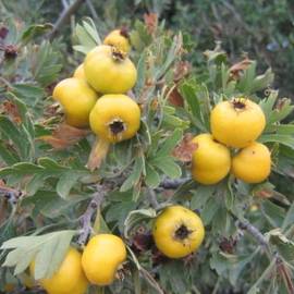 Sarı Alıç Püresi (Donmuş - 20 Kg)