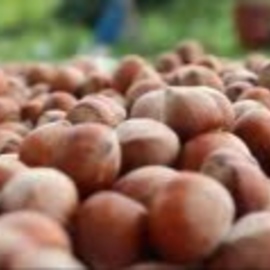 Kabuklu Fındık (Ordu)