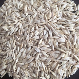 Organik Iza Buğdayı (Atalık Tohumluk - 25 Kg)