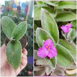 Tüylü Telgraf Çiçeği (Saksılı)