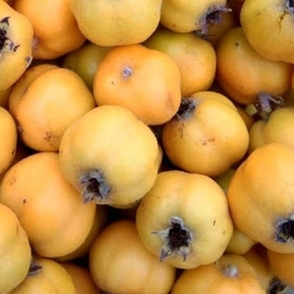 Alıç Tohumu ( 40 Adet )