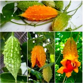 Kudret Narı Tohumu (25 Adet)