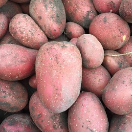 Organik Kırmızı Patates (Kızartmalık)