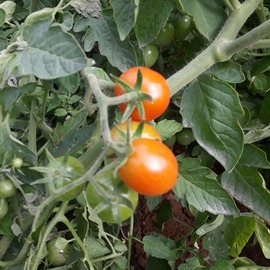 (Ata Tohumu) Karışık Çeri Domates Tohumu 1 Paket-----(10 Adet)