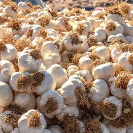 Hakiki Taşköprü Sarımsağı 1 Kg