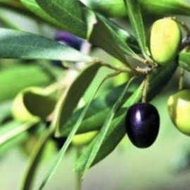 Zeytinyağı (2021 Mahsül)