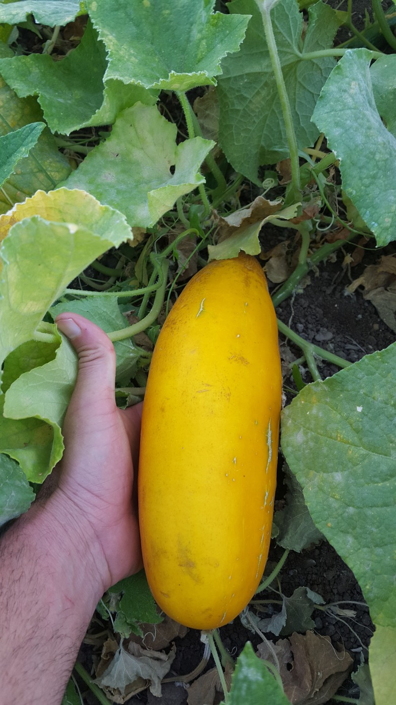 Atalık Salatalık Tohumu (25-30 Adet)