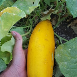 Atalık Salatalık Tohumu (25-30 Adet)