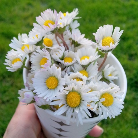 Papatya Kurusu (50 Gr)