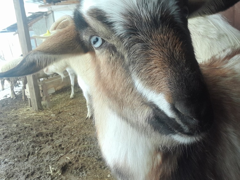 Doğal Keçi Peyniri (Kastamonu - Pastörize)