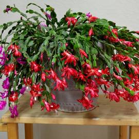 Yılbaşı Çiçeği Fidesi (Açık Kök)