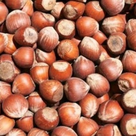 Kabuklu Fındık (Kandıra - 1 Kg)