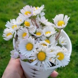 Papatya Kurusu (50 Gr)