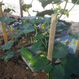 (Ata Tohumu) Kornişon Salatalik Tohumu 1 Paket---(10 Adet)