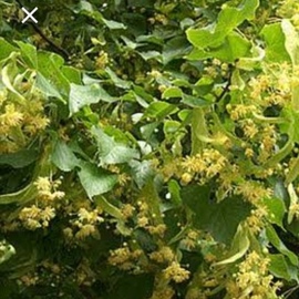 Ihlamur (Çiçek - 500 Gr)