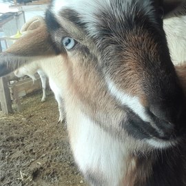 Doğal Keçi Peyniri (Kastamonu - Pastörize)