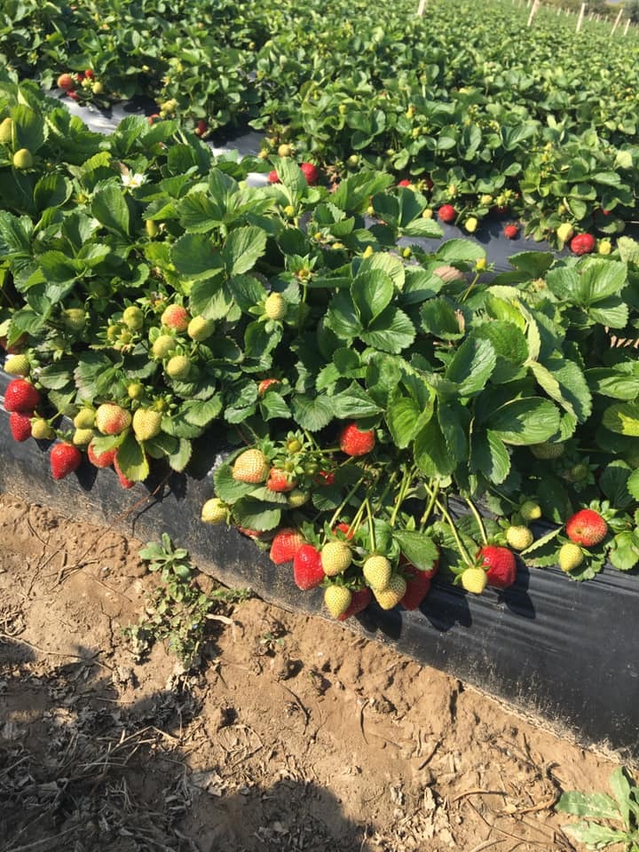 Çilek Fidesi (200 Adet - Albion)